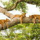 Lion Tracking Experience in Queen Elizabeth National Park