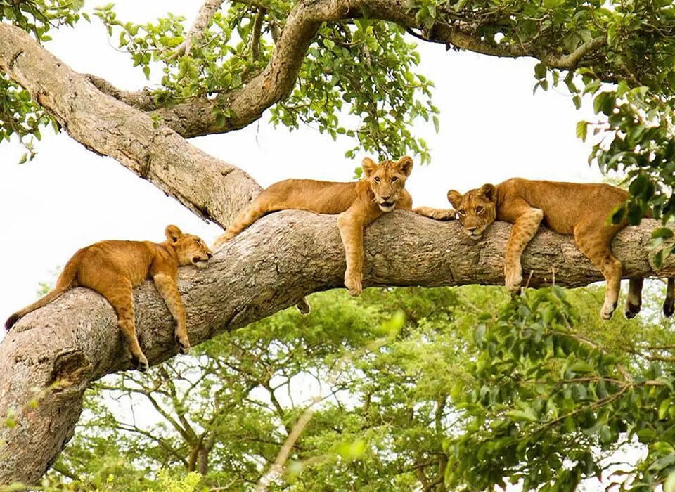 Lion Tracking Experience in Queen Elizabeth National Park