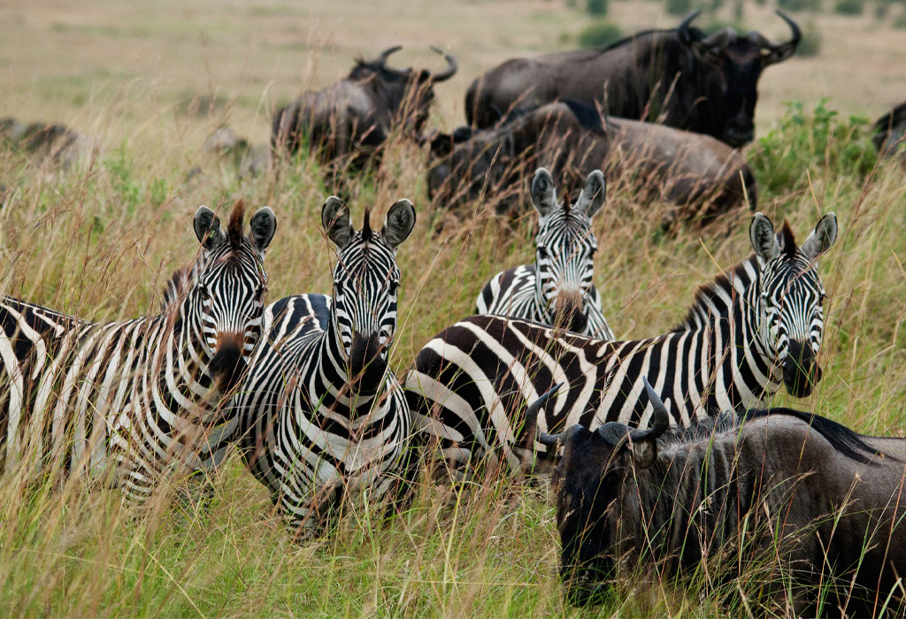 best time to visit masai mara