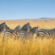 Best Time to Visit Masai Mara