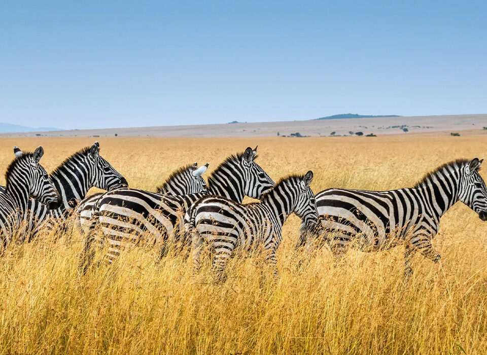 Best Time to Visit Masai Mara