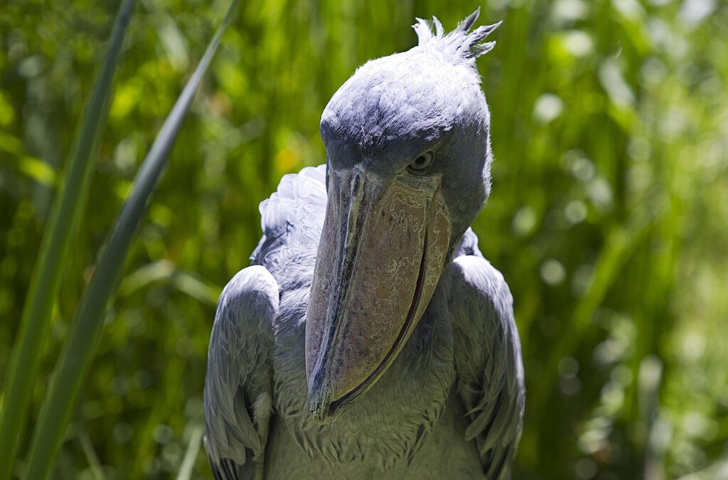Best Time to Spot the Shoebill Stork in Mabamba Swamp