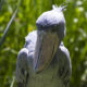 Best Time to Spot the Shoebill Stork in Mabamba Swamp