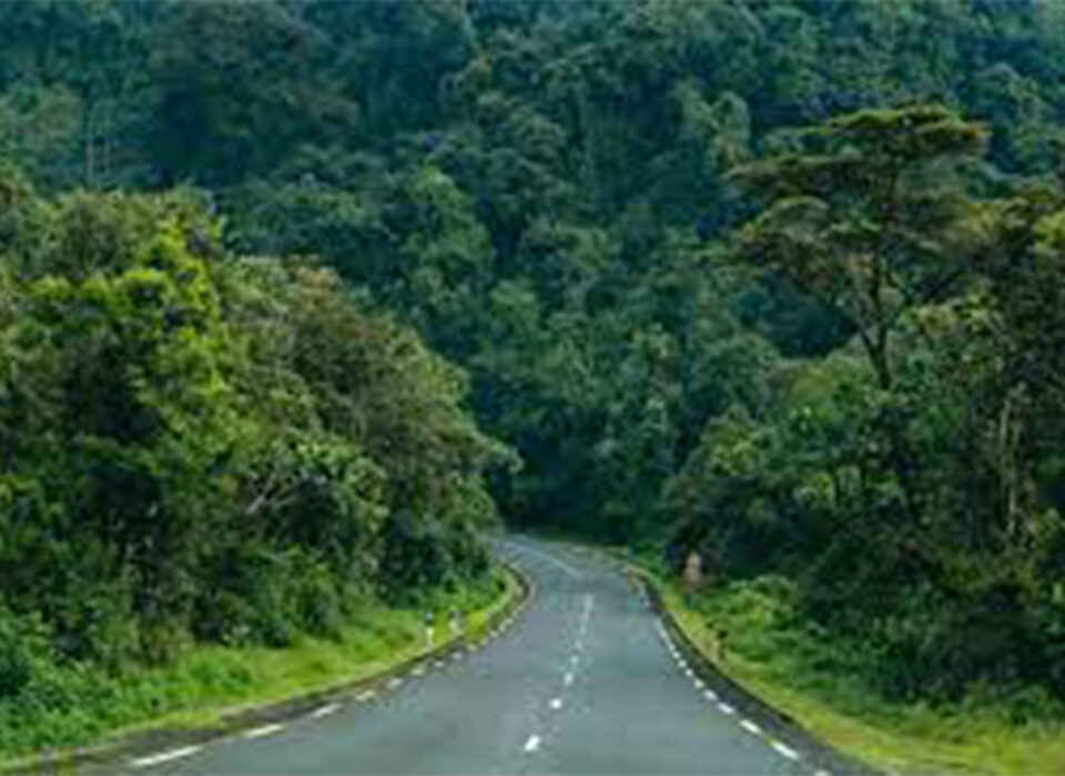 How is Gorilla Tourism Important to Uganda and Rwanda?