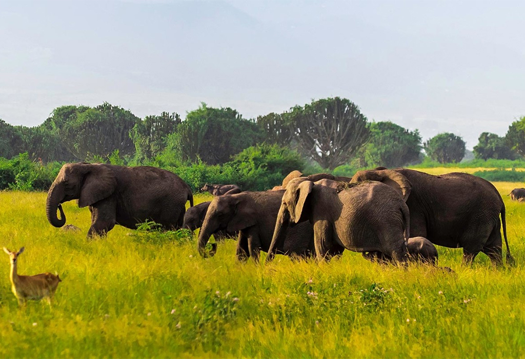 When is the Best Time to Visit Queen Elizabeth National Park