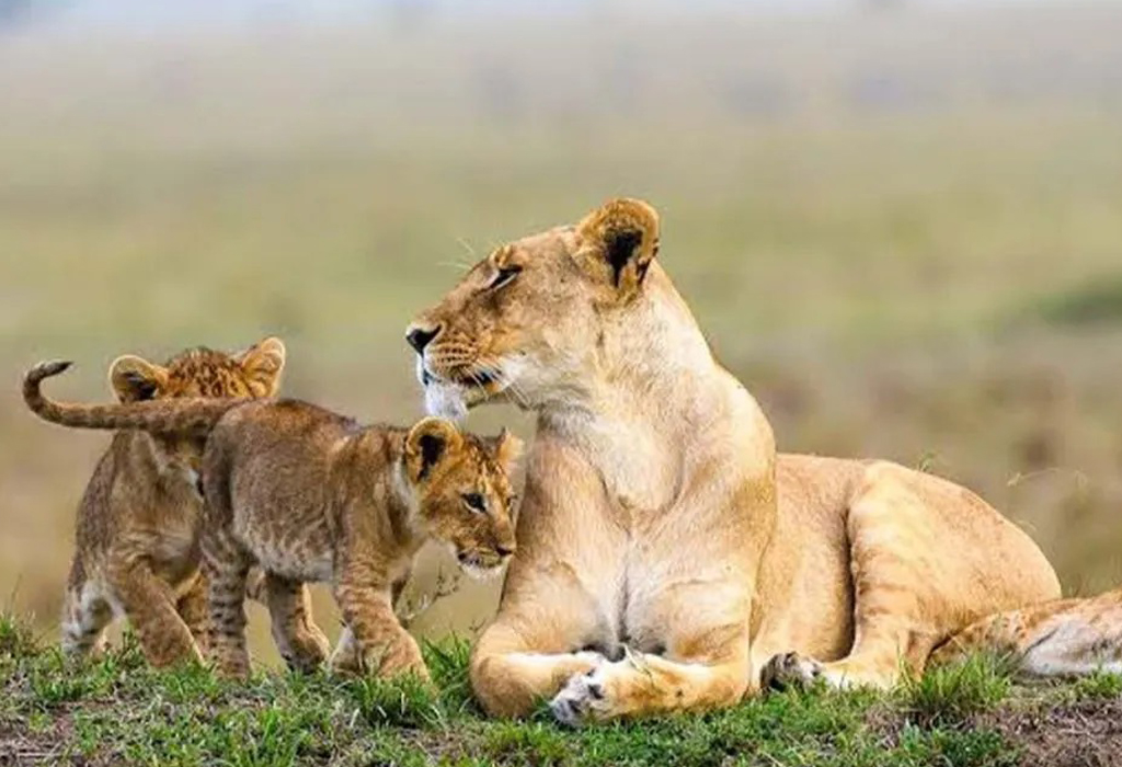 Which Animals Will You See on a Kenya Safari?