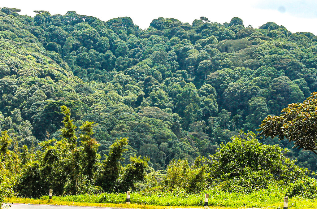 Echuya Forest Reserve