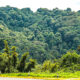 Echuya Forest Reserve