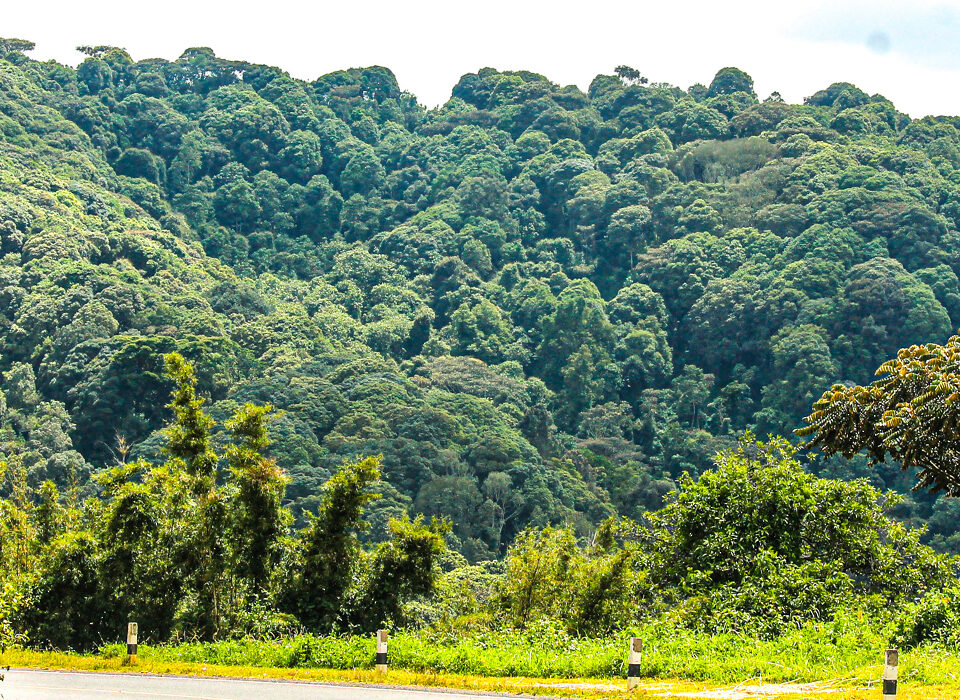 Echuya Forest Reserve