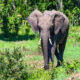 Facts About Forest Elephants in Uganda