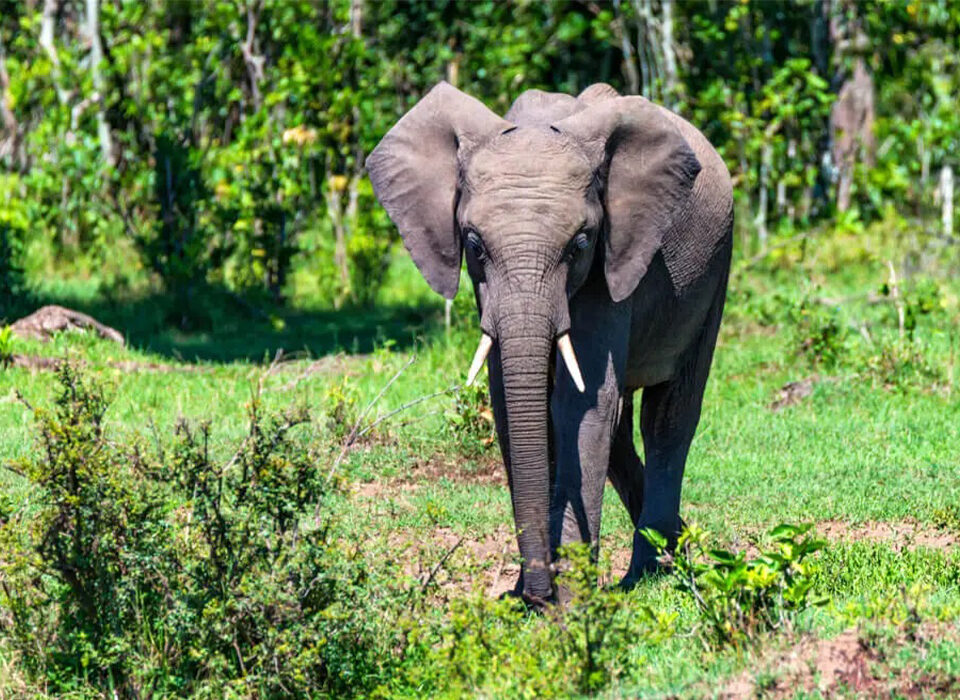 Facts About Forest Elephants in Uganda