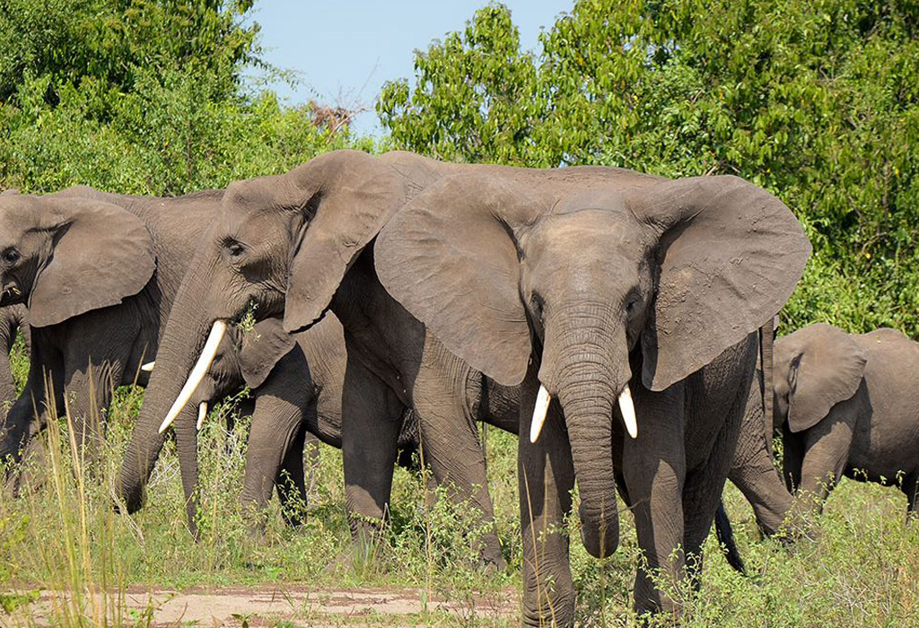 Facts About Forest Elephants in Uganda