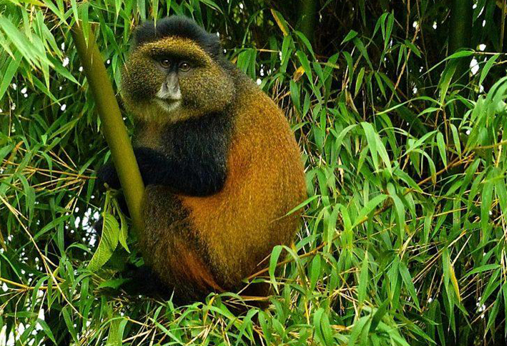Golden Monkey Tracking in Mgahinga