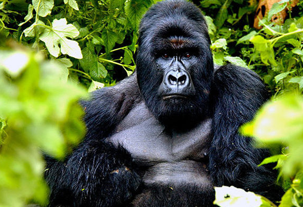 Gorilla Trekking vs Traditional Safari