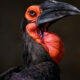 5 Fascinating Facts About the Ground Hornbill
