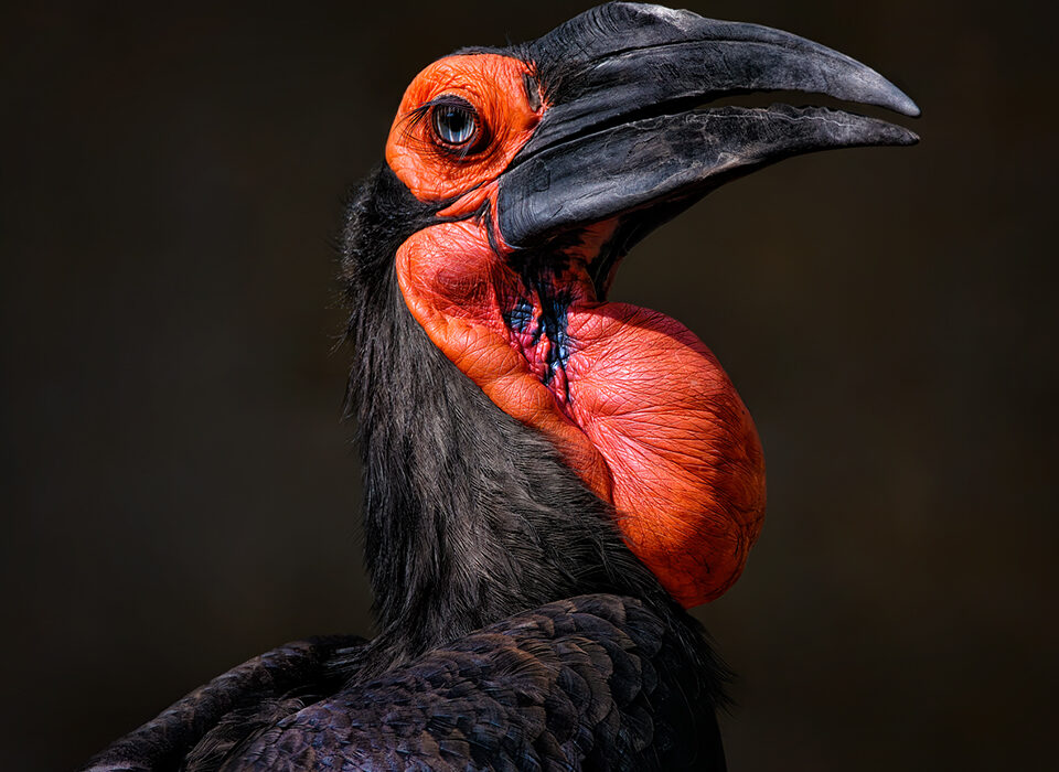 5 Fascinating Facts About the Ground Hornbill