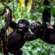How to Plan a Private Gorilla Trekking Experience in Uganda and Rwanda