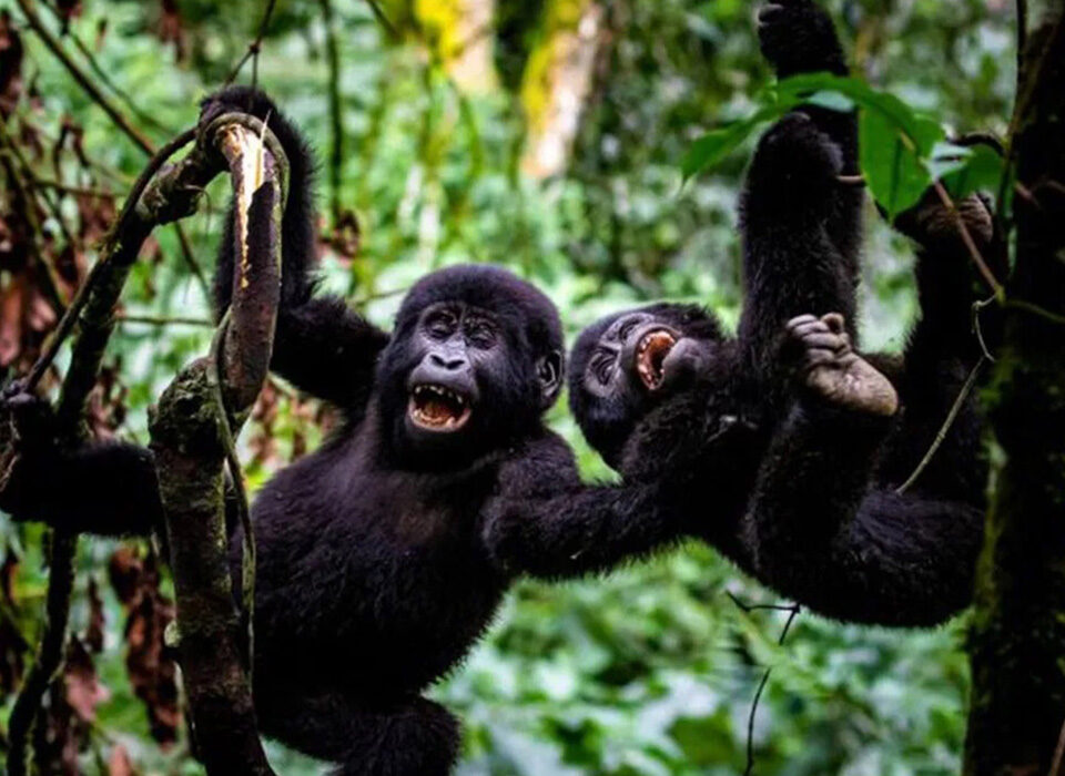 How to Plan a Private Gorilla Trekking Experience in Uganda and Rwanda