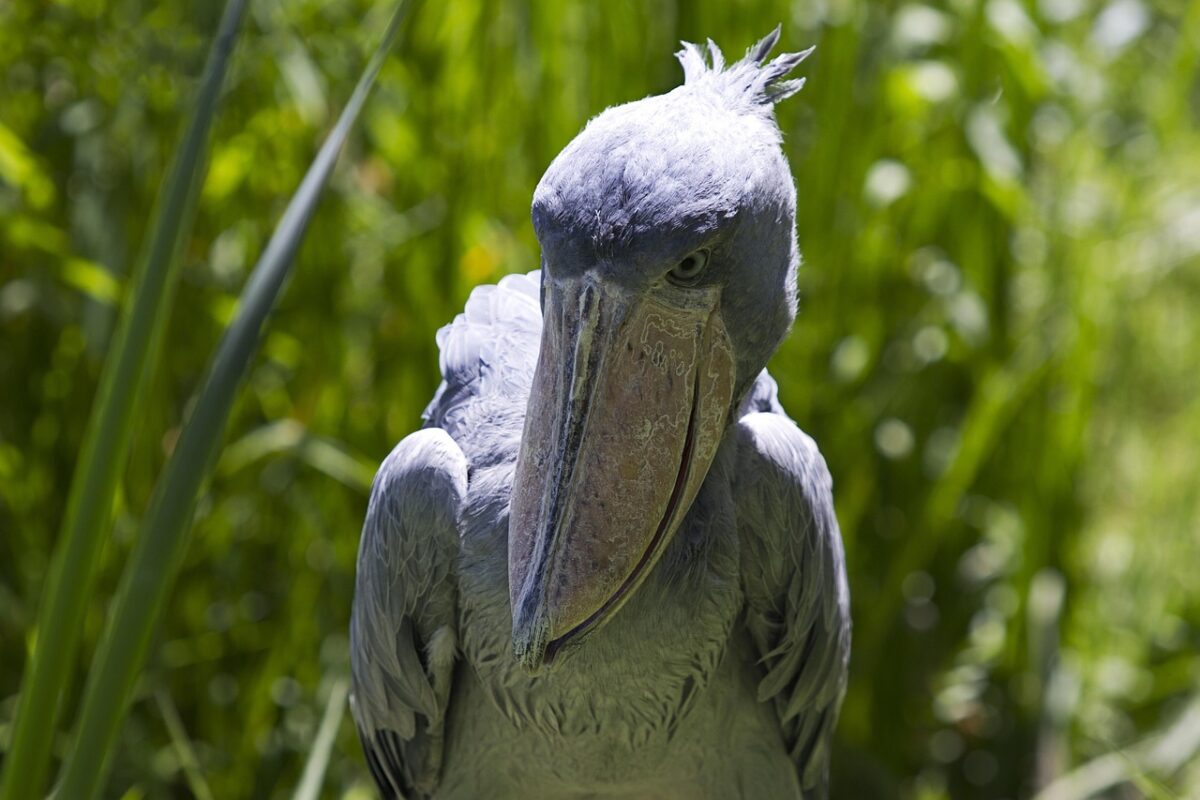 Best time to spot the shoebill stork in Mabamba swamp