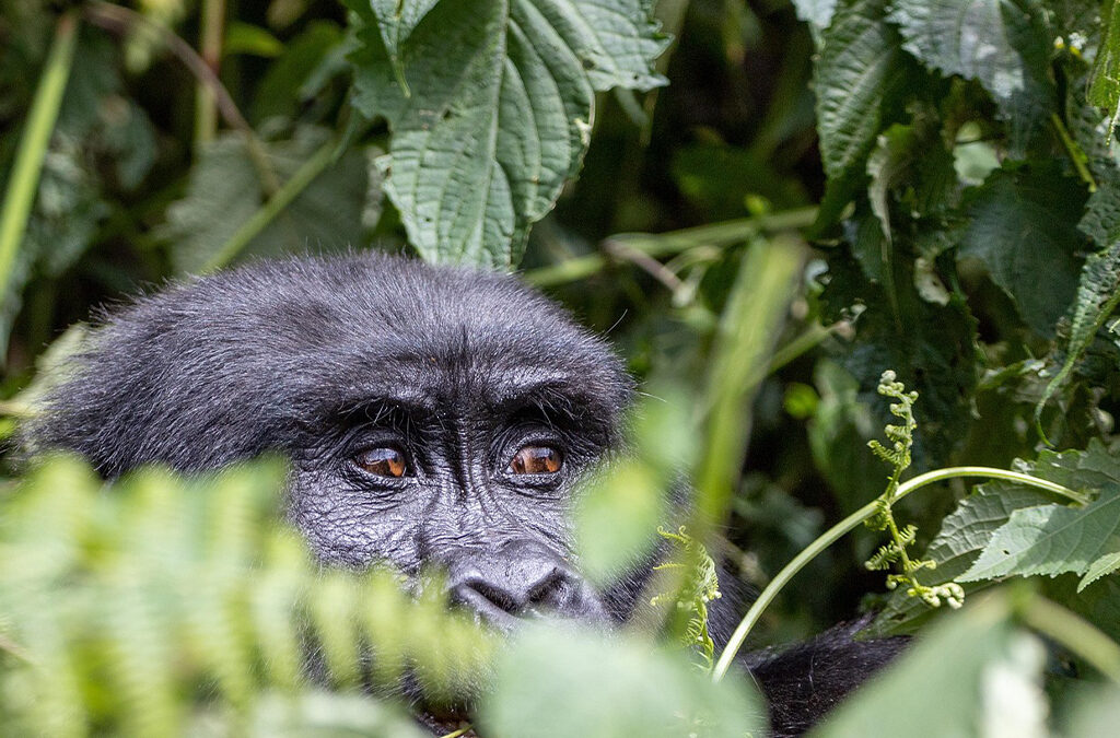 Top 10 Gorilla Trekking Tips for First-Timers