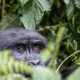 Top 10 Gorilla Trekking Tips for First-Timers