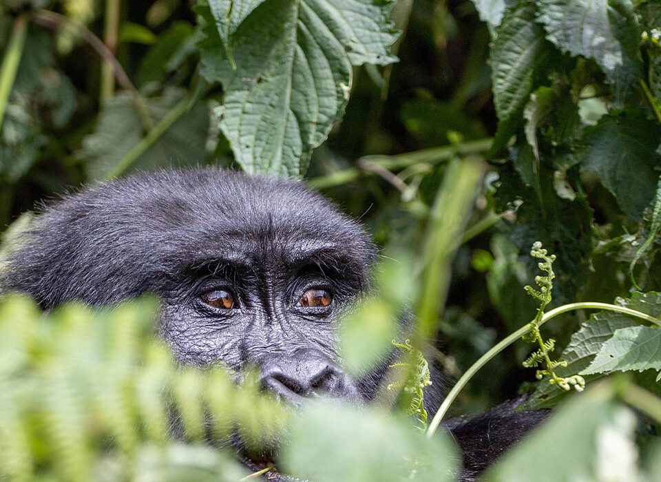 Top 10 Gorilla Trekking Tips for First-Timers