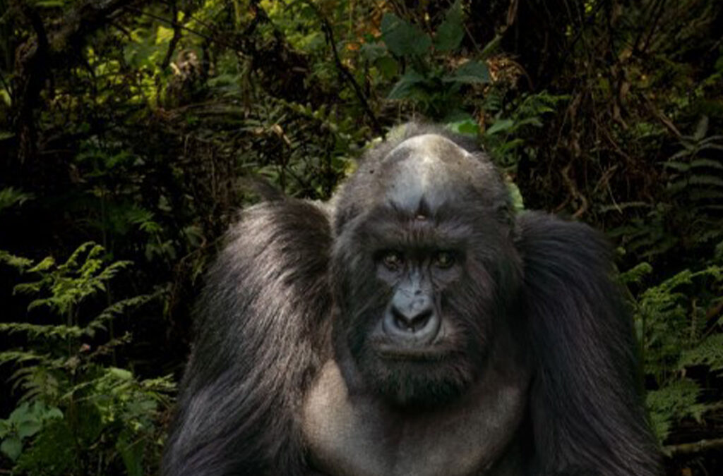 Volcanoes National Park and Akagera Safari in One Week