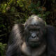 Volcanoes National Park and Akagera Safari in One Week