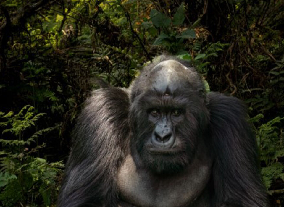 Volcanoes National Park and Akagera Safari in One Week