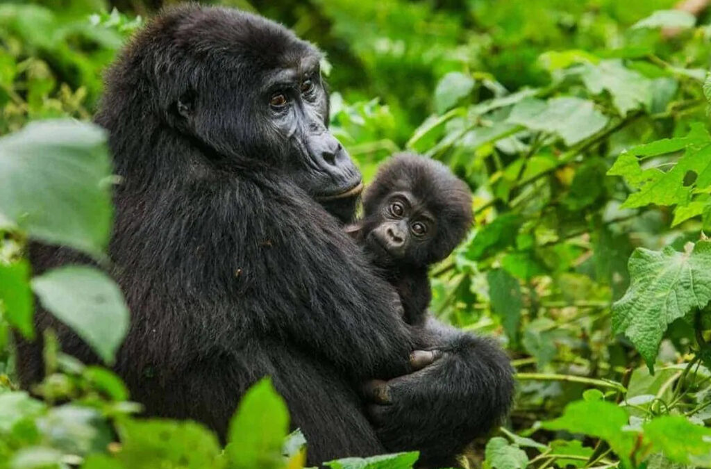 Advantages of Gorilla Tourism in Uganda and Rwanda