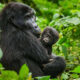 Advantages of Gorilla Tourism in Uganda and Rwanda