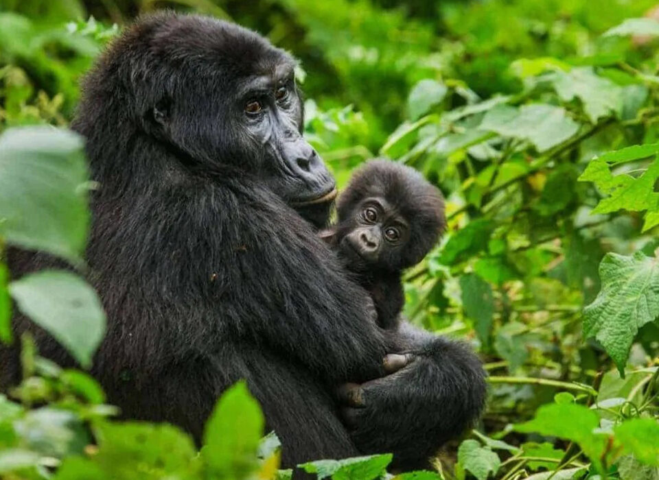 Advantages of Gorilla Tourism in Uganda and Rwanda