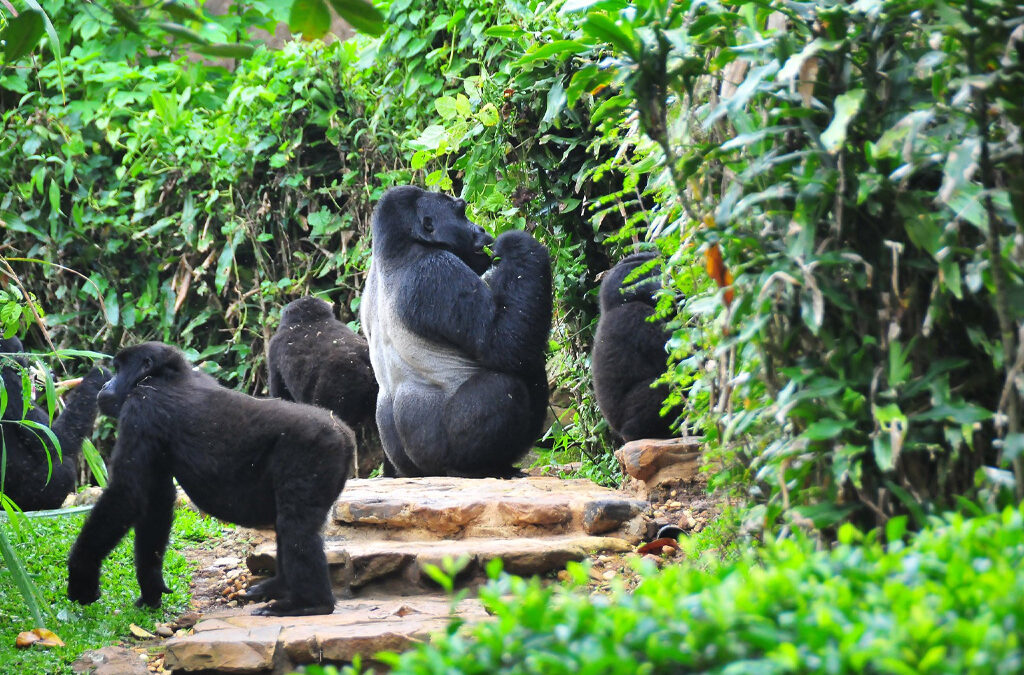 Animals in Bwindi Impenetrable National Park