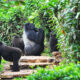 Animals in Bwindi Impenetrable National Park