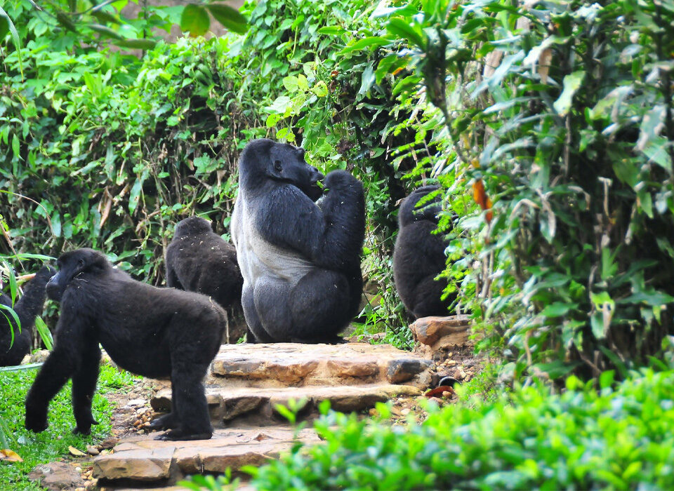Animals in Bwindi Impenetrable National Park