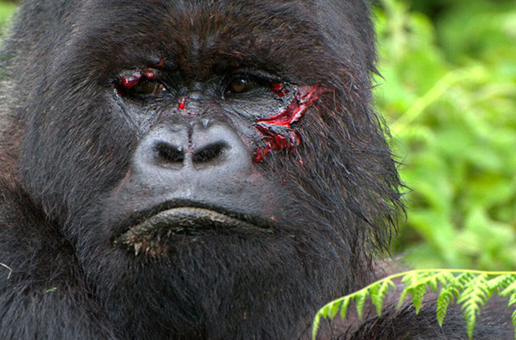 Are Gorillas Endangered or Threatened?
