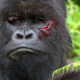 Are Gorillas Endangered or Threatened?