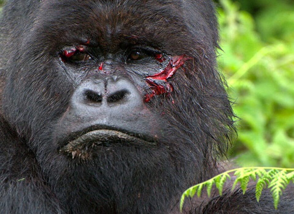 Are Gorillas Endangered or Threatened?