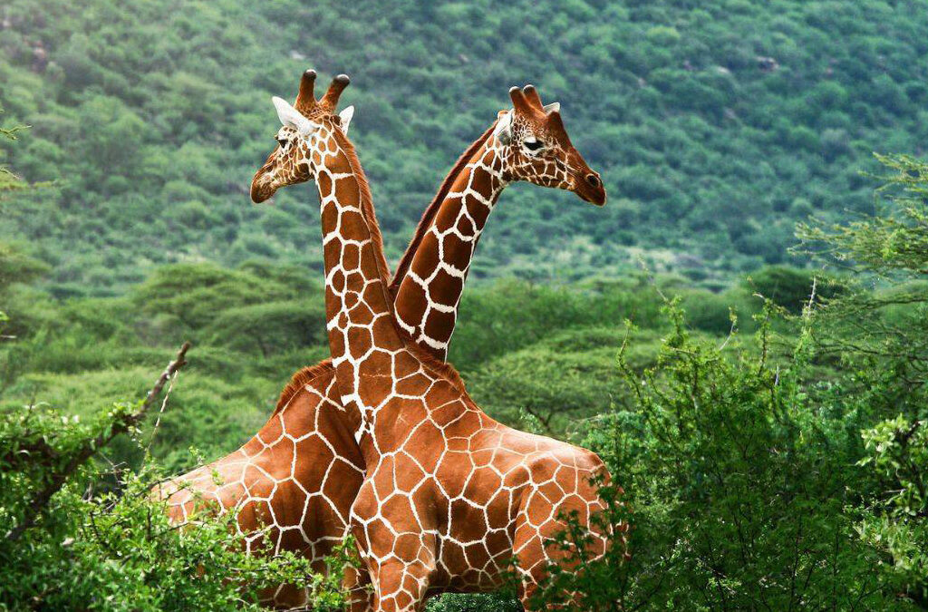 Best Affordable Kenya Safari Packages from Nairobi