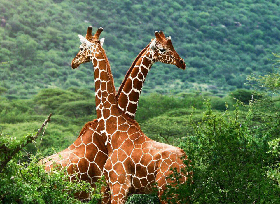 Best Affordable Kenya Safari Packages from Nairobi
