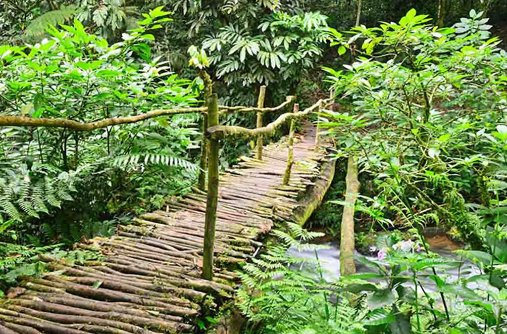 Bigodi Wetland Sanctuary Walks and Tours