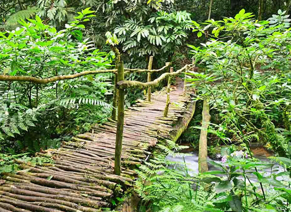 Bigodi Wetland Sanctuary Walks and Tours