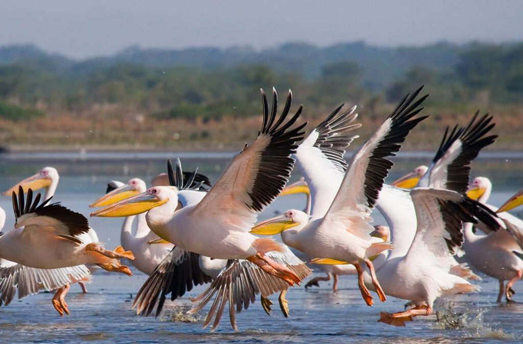 The Thrill of Discovery: Rare Birds in the Rift Valley Region