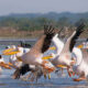 The Thrill of Discovery: Rare Birds in the Rift Valley Region