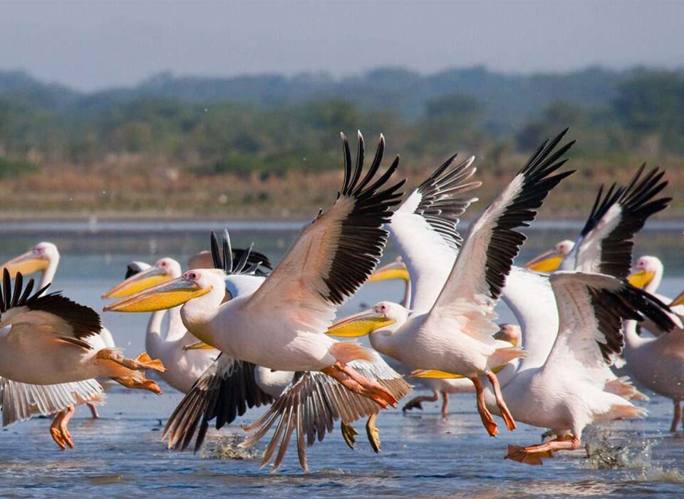 The Thrill of Discovery: Rare Birds in the Rift Valley Region