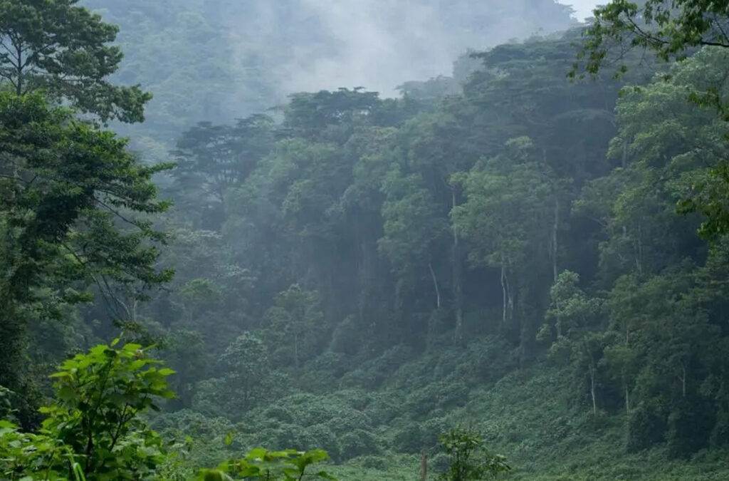 Bwindi-Temperatures