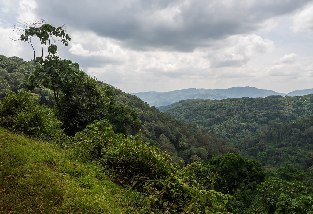 Bwindi Impenetrable Forest National Park