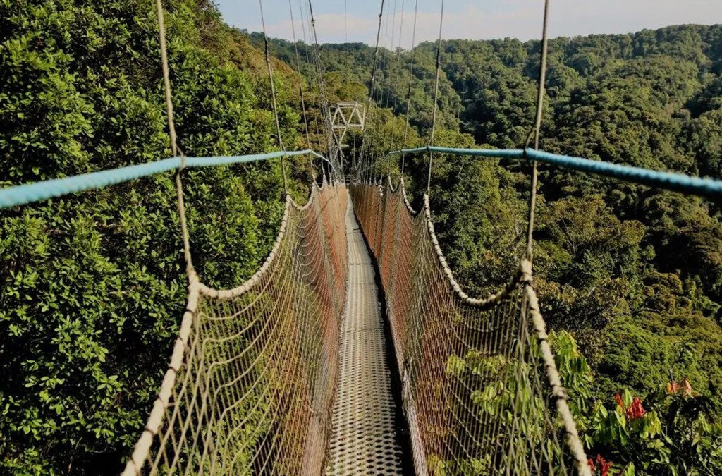 Combining Chimpanzee and Canopy Walk in Nyungwe with Gorilla Safari in Bwindi