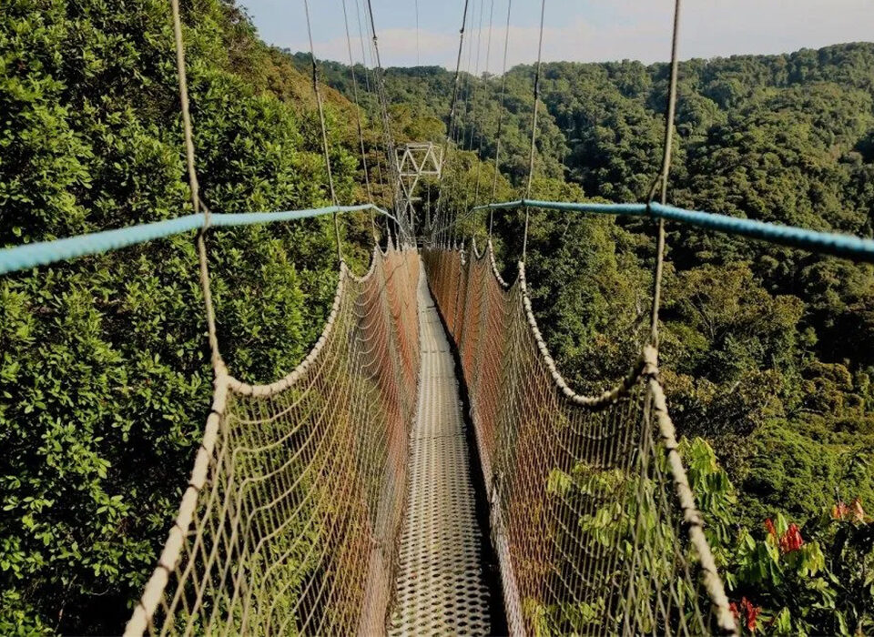Combining Chimpanzee and Canopy Walk in Nyungwe with Gorilla Safari in Bwindi