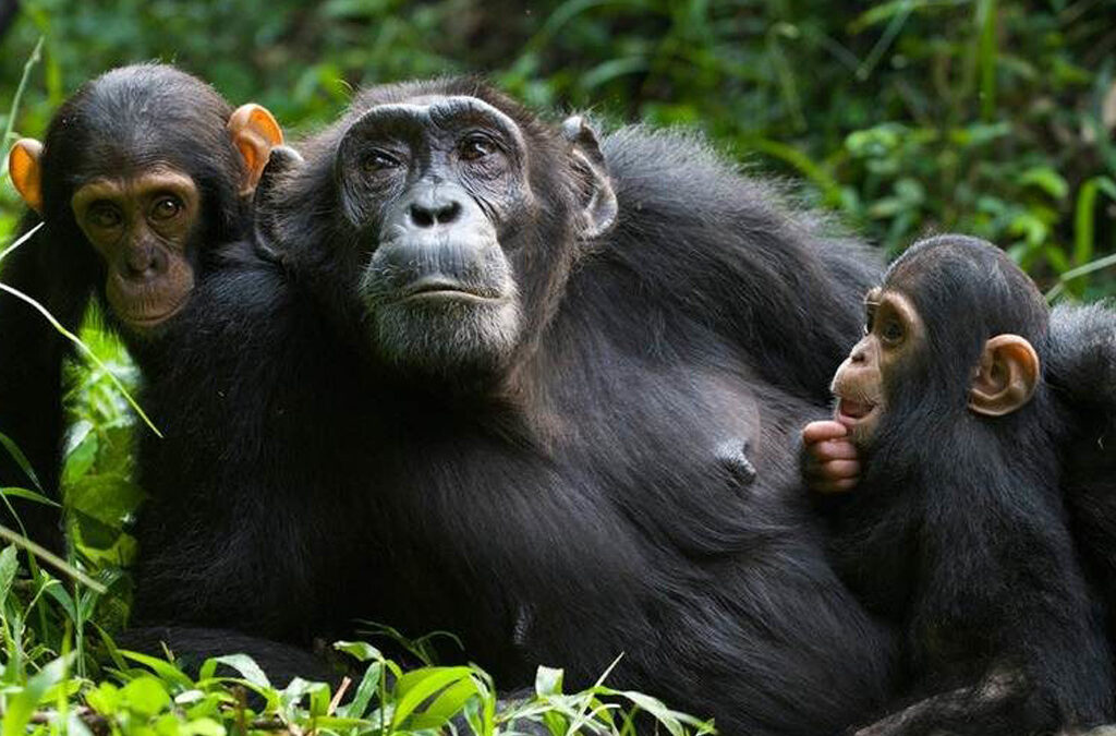 Chimpanzee Trekking in Kalinzu Forest, Uganda